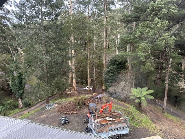 Keutmann Residence — site clearing and earthworks in the driveway and studio pad, with the surrounding eucalypt canopy retained.