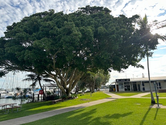 Mooloolaba Marina lawn, mature fig tree and waterfront promenade.